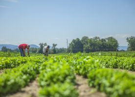 Exploring the World of Agricultural Insights with "Krishika"