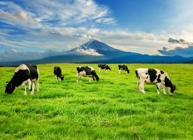 Empowering Dairy Farmers at the Bihar Dairy & Cattle Expo